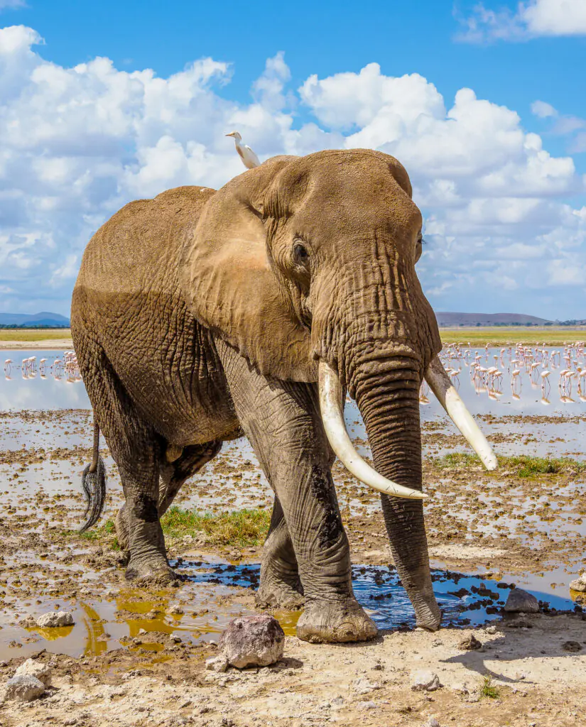 Amboseli safari with Annest Kenya Safaris