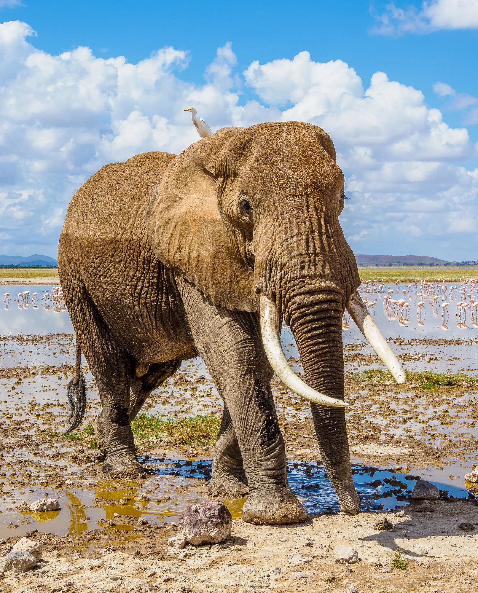 Amboseli safari with Annest Kenya Safaris