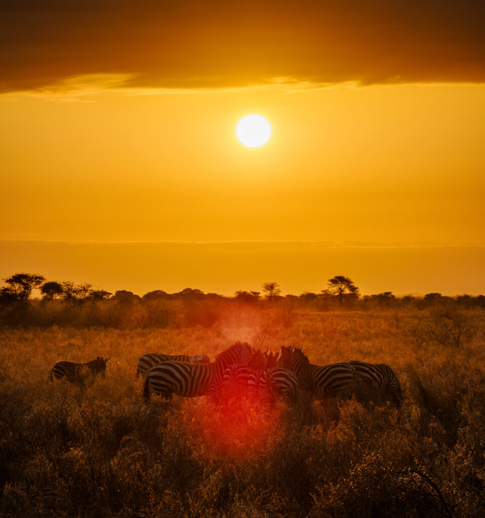 Kenya safari Tour