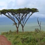 Kenya Tanzania safaris