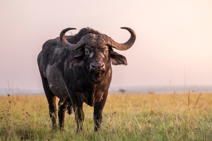 Nairobi National Park