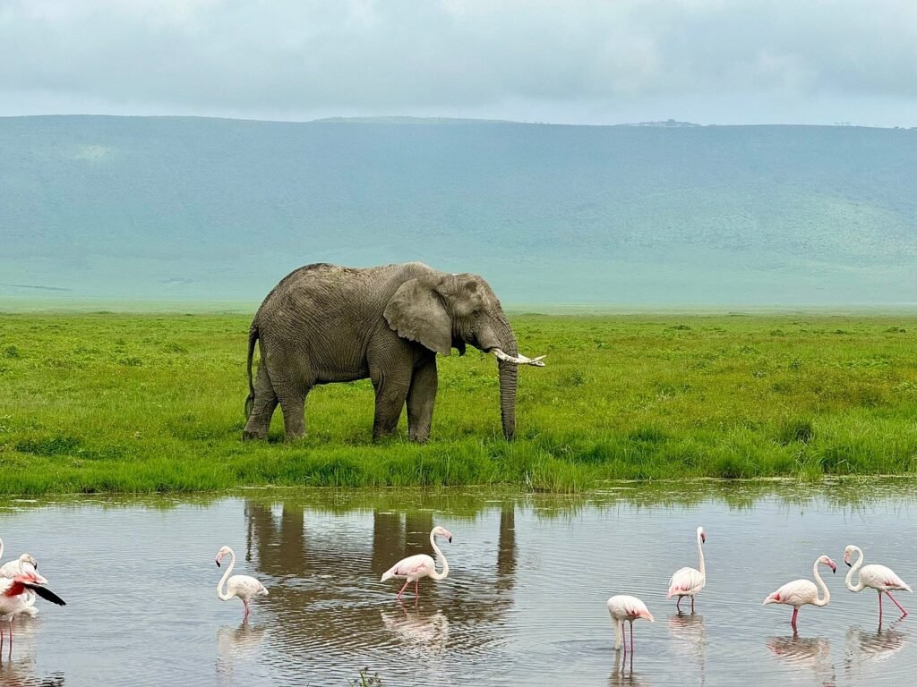 KENYA-TANZANIA SAFARIS PACKAGES