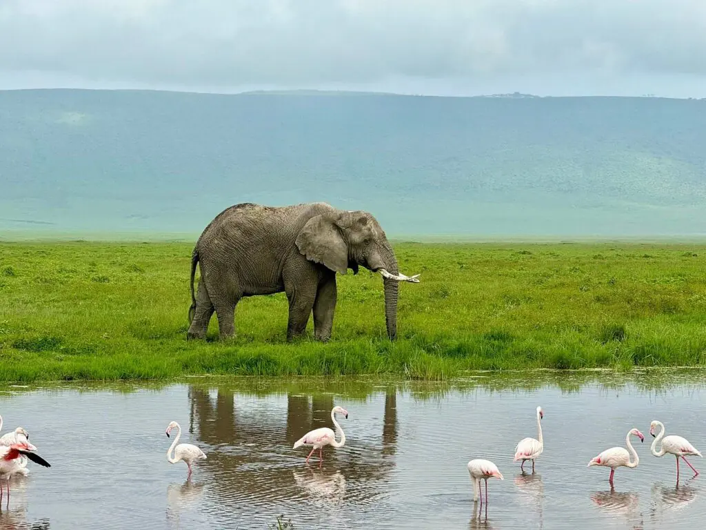 KENYA-TANZANIA SAFARIS PACKAGES