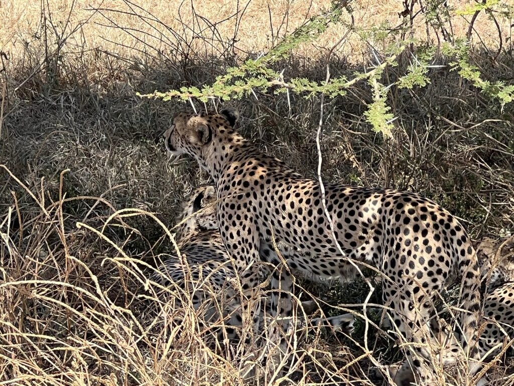KENYA-TANZANIA SAFARIS PACKAGES