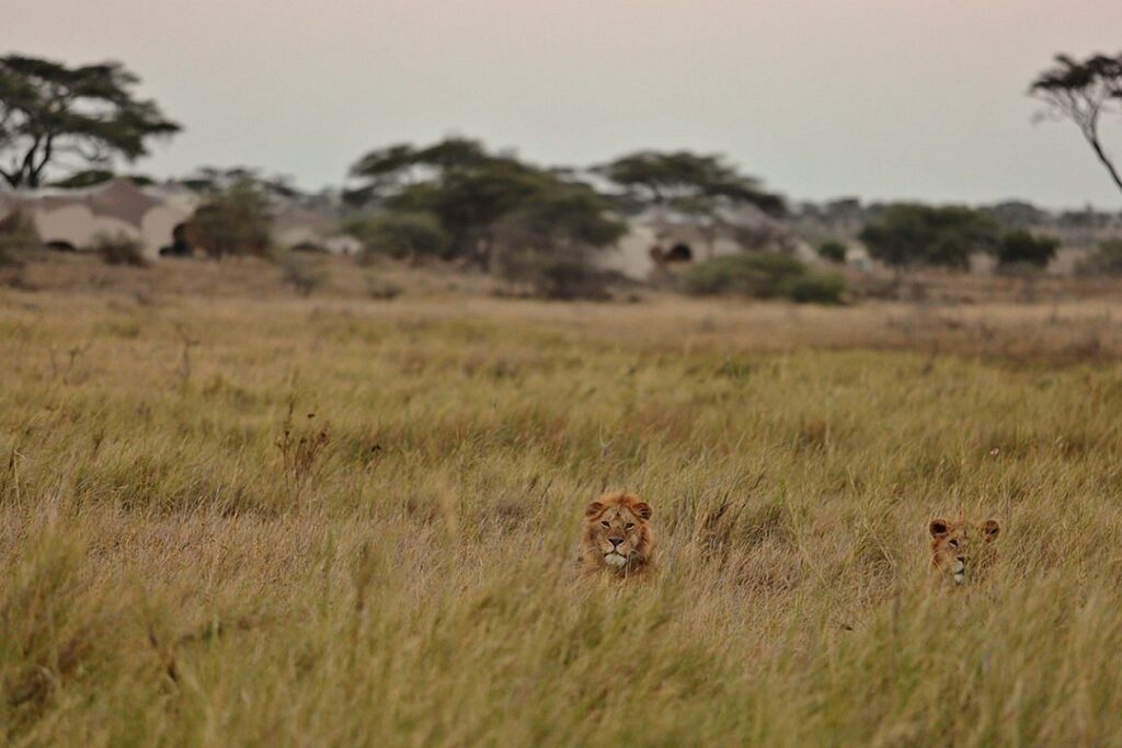 Annest Kenya safaris