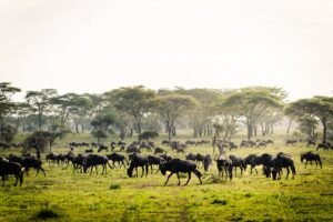 customized Kenya safaris
