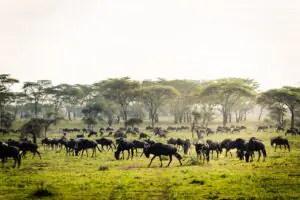 customized Kenya safaris