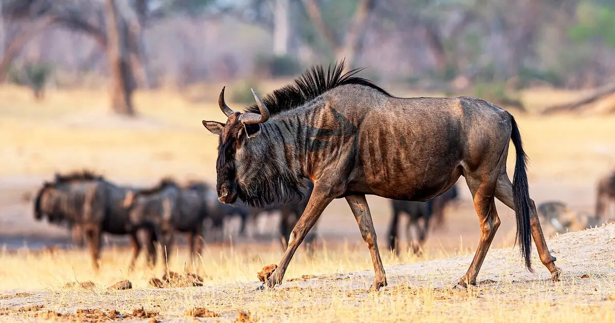 KENYA-TANZANIA SAFARIS PACKAGES