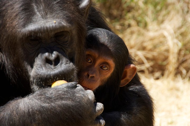 Ol Pejeta tour