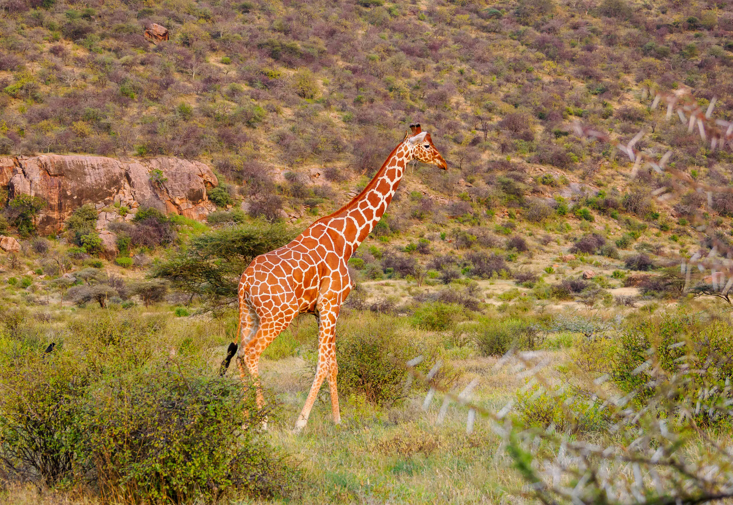 Masai Mara safaris