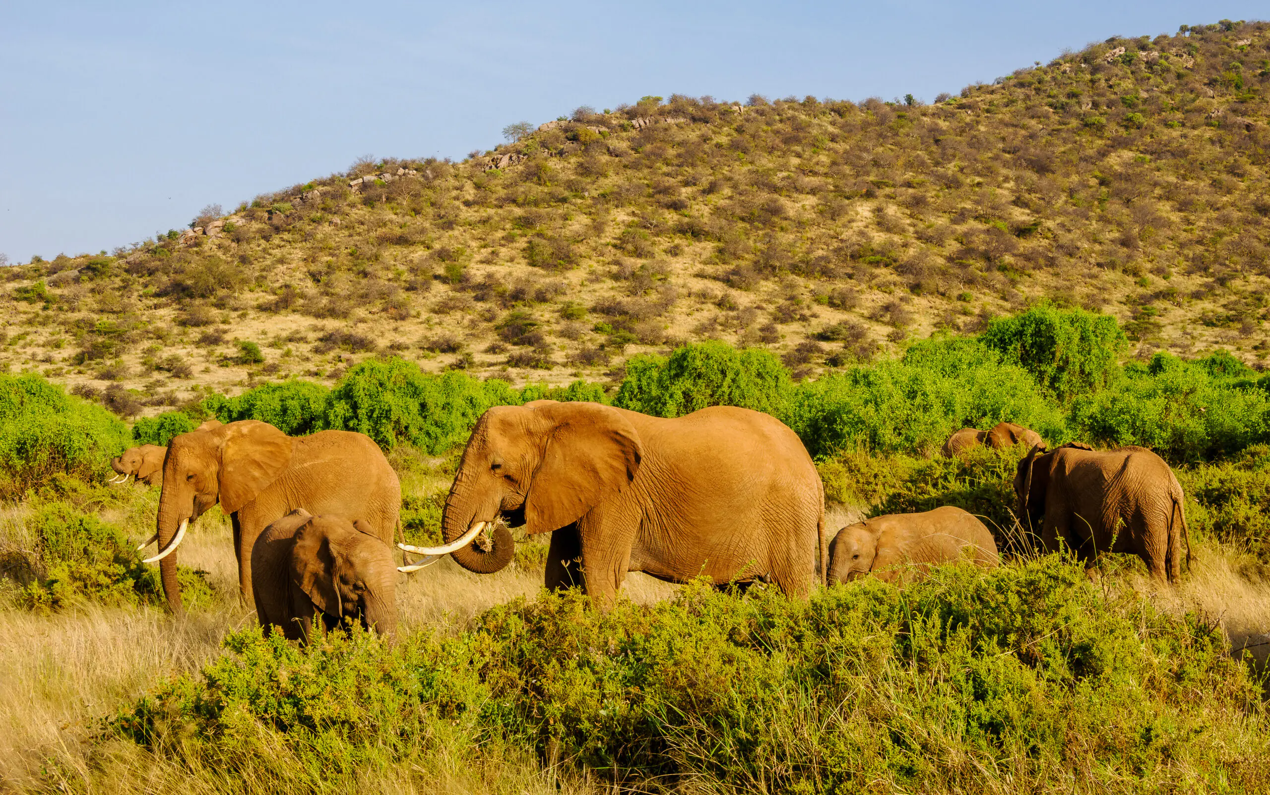 East Africa Safari