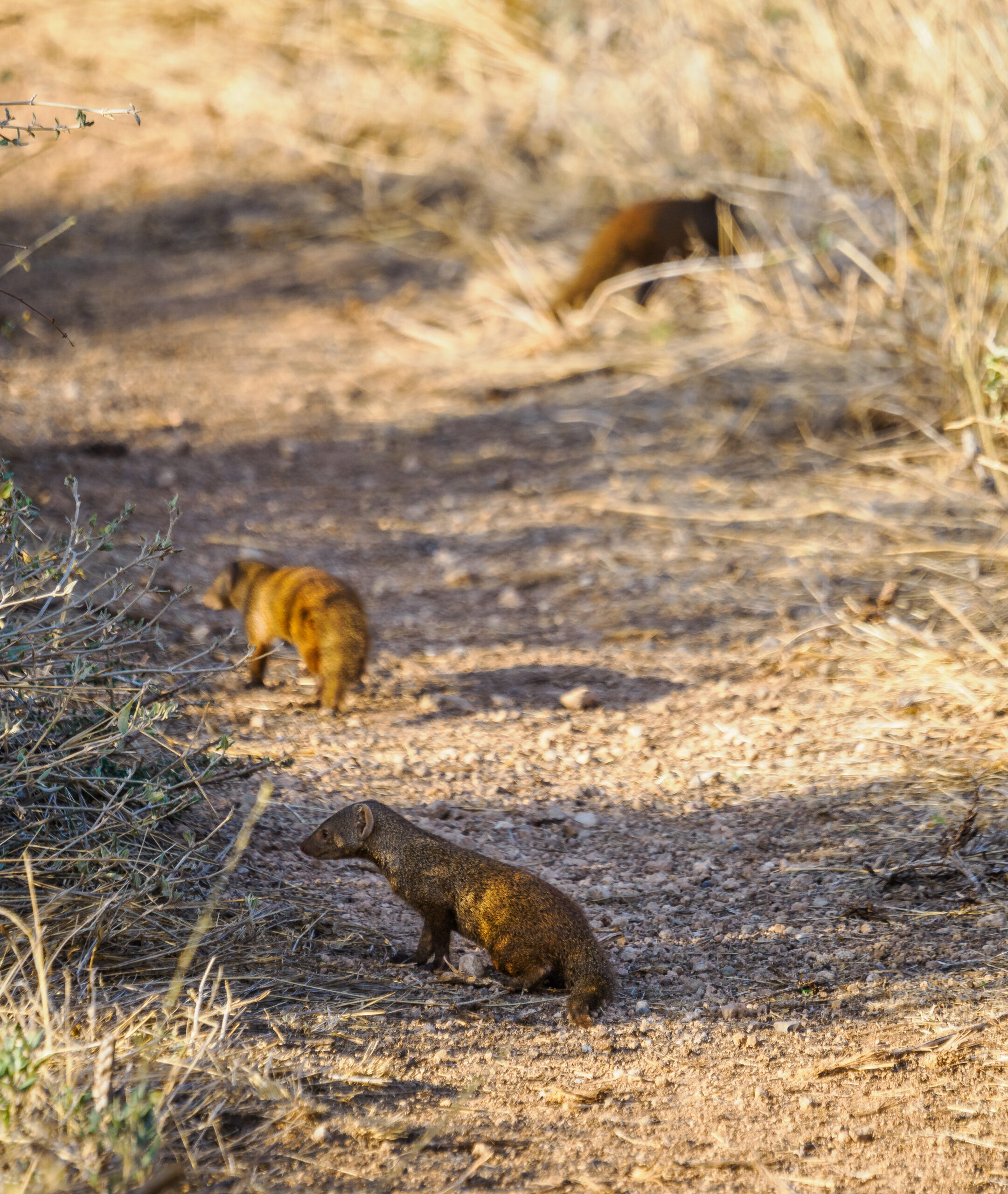 SAMBURU SAFARI PACKAGES
