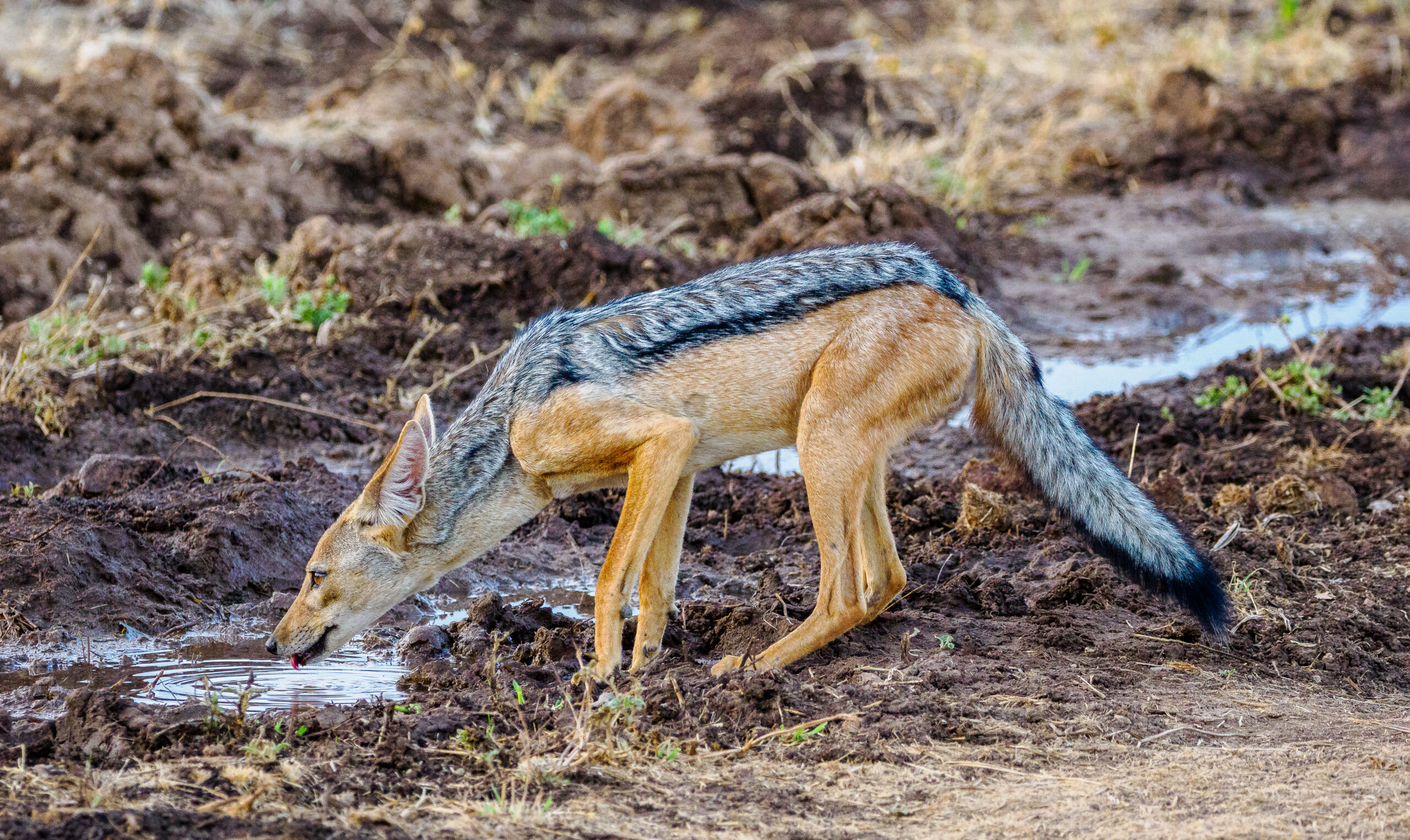 Samburu safari packages