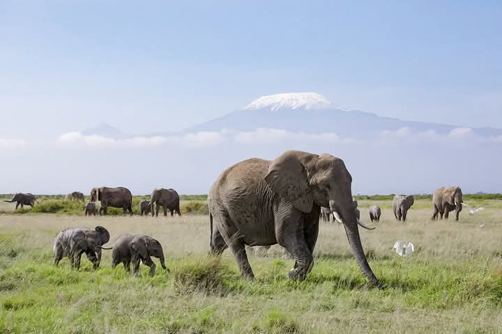 amboseli safari tours