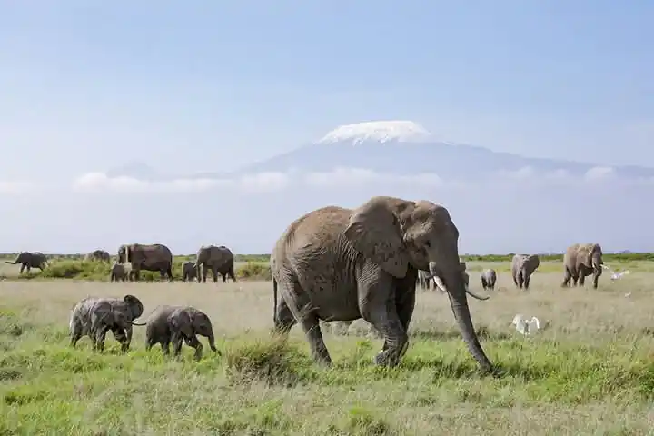 amboseli safari tours
