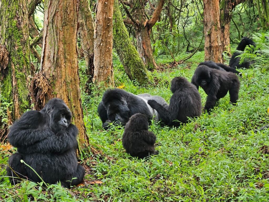 Mgahinga Gorilla National Park