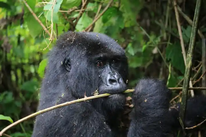 East Africa Safari Tours