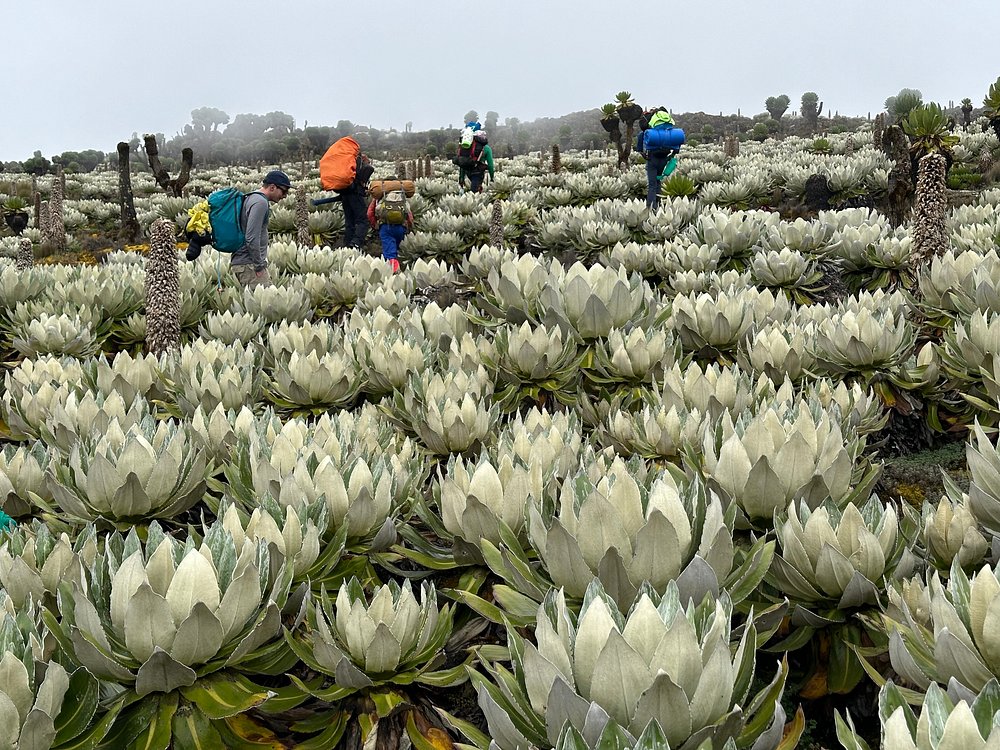 Mount Kenya National Park
