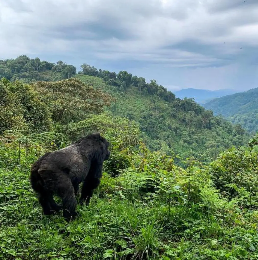 Gorilla Trekking in Uganda