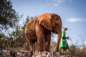 Kenya safari tours