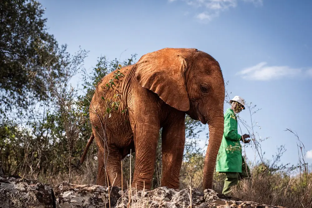 Kenya safari tours