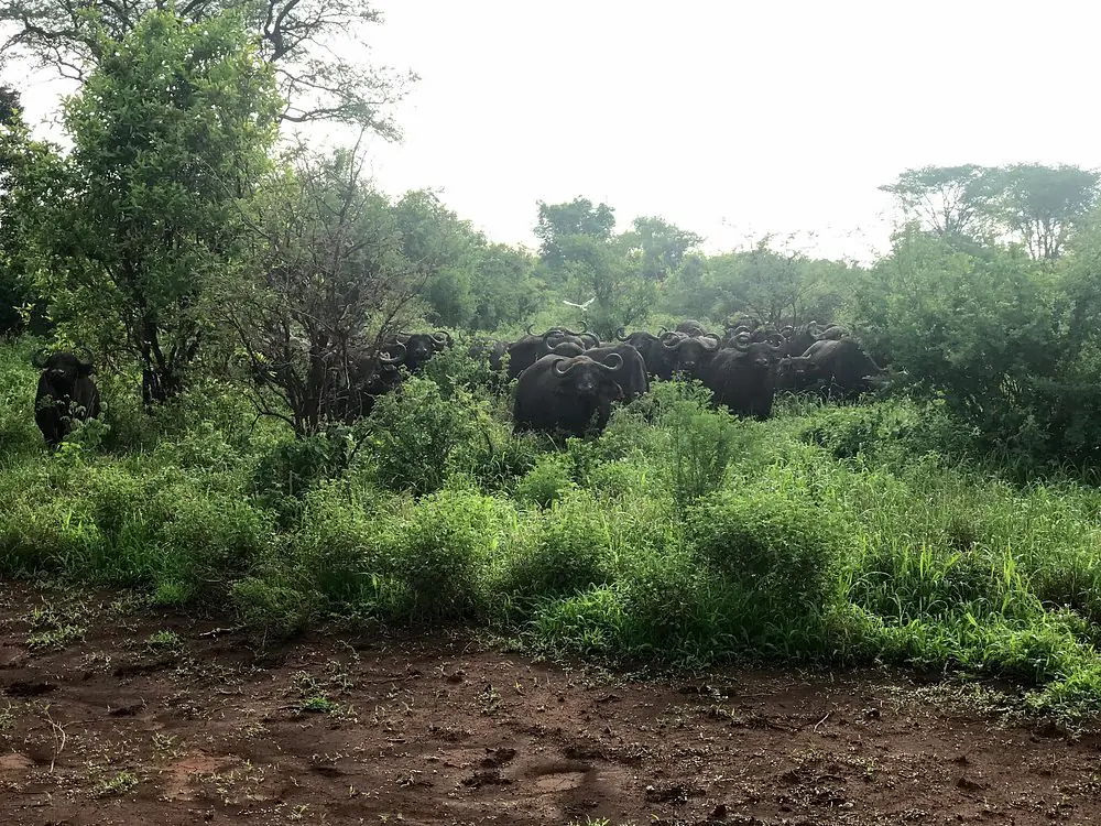 Meru National Park
