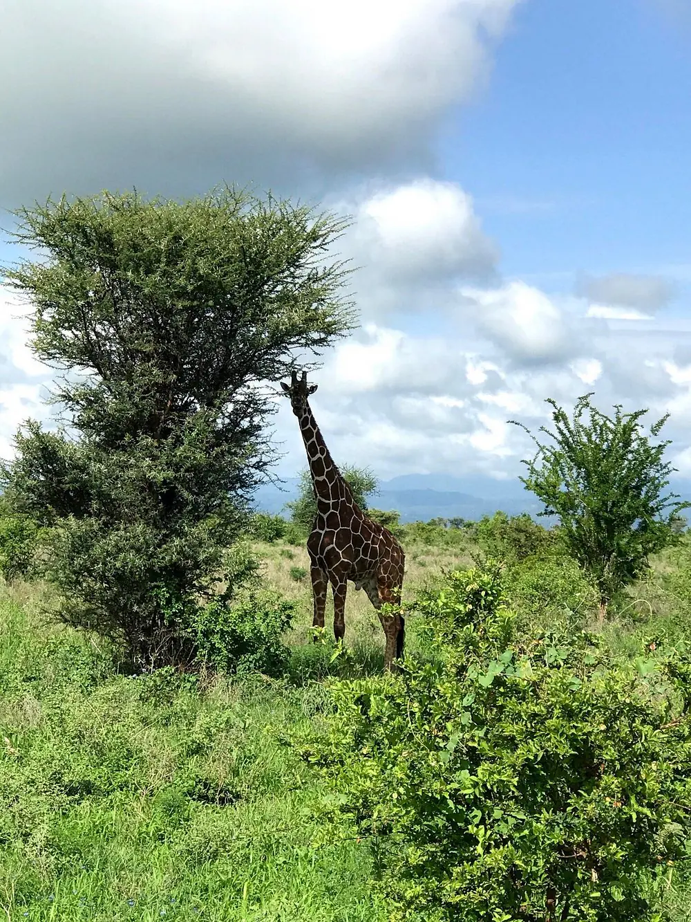 Meru National Park