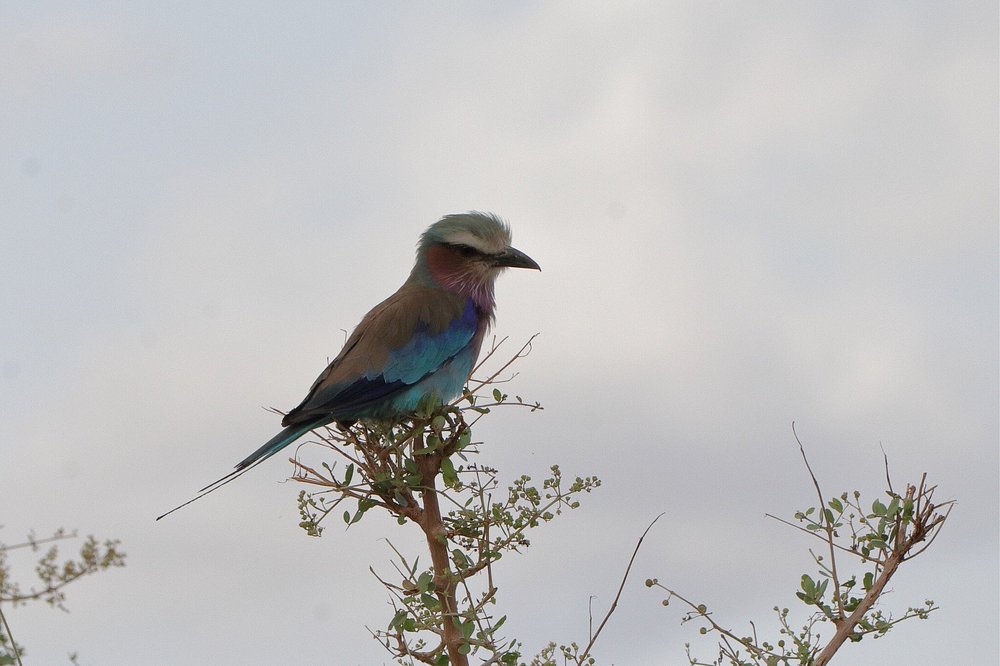Meru National Park