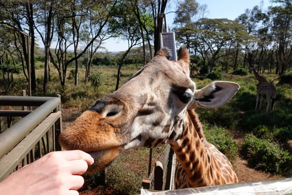 the giraffe center