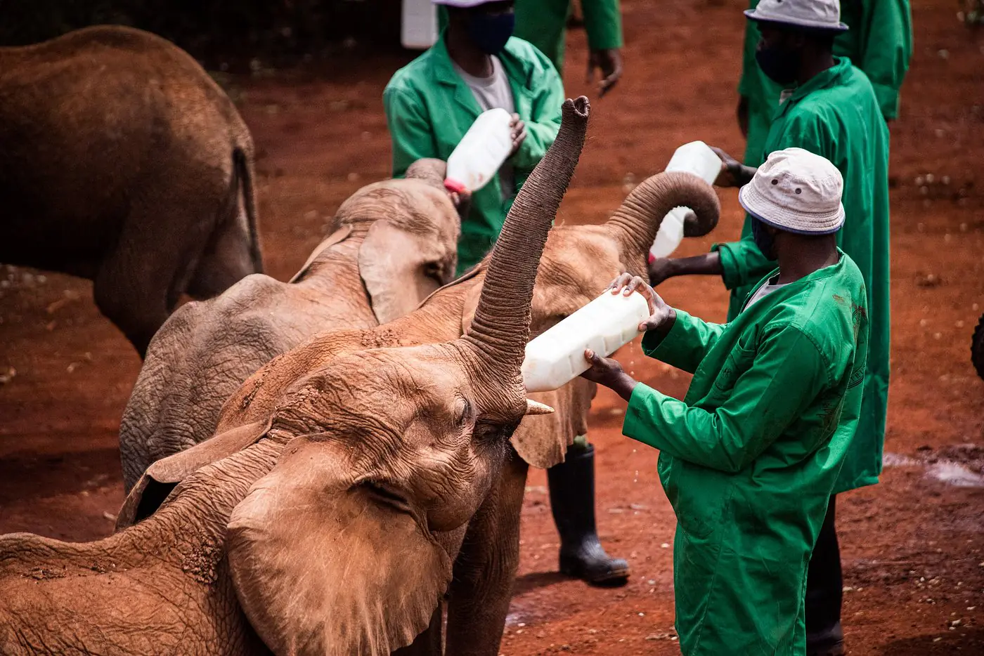 David Sheldrick Wildlife