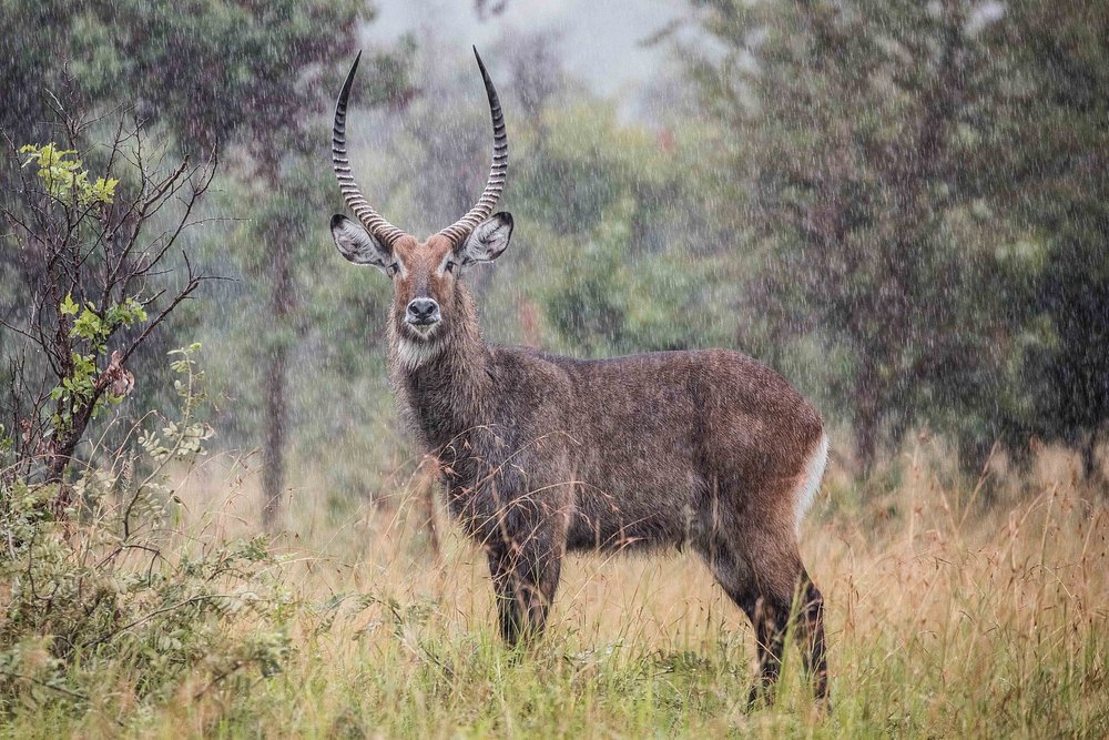 waterbuck-in-akagera