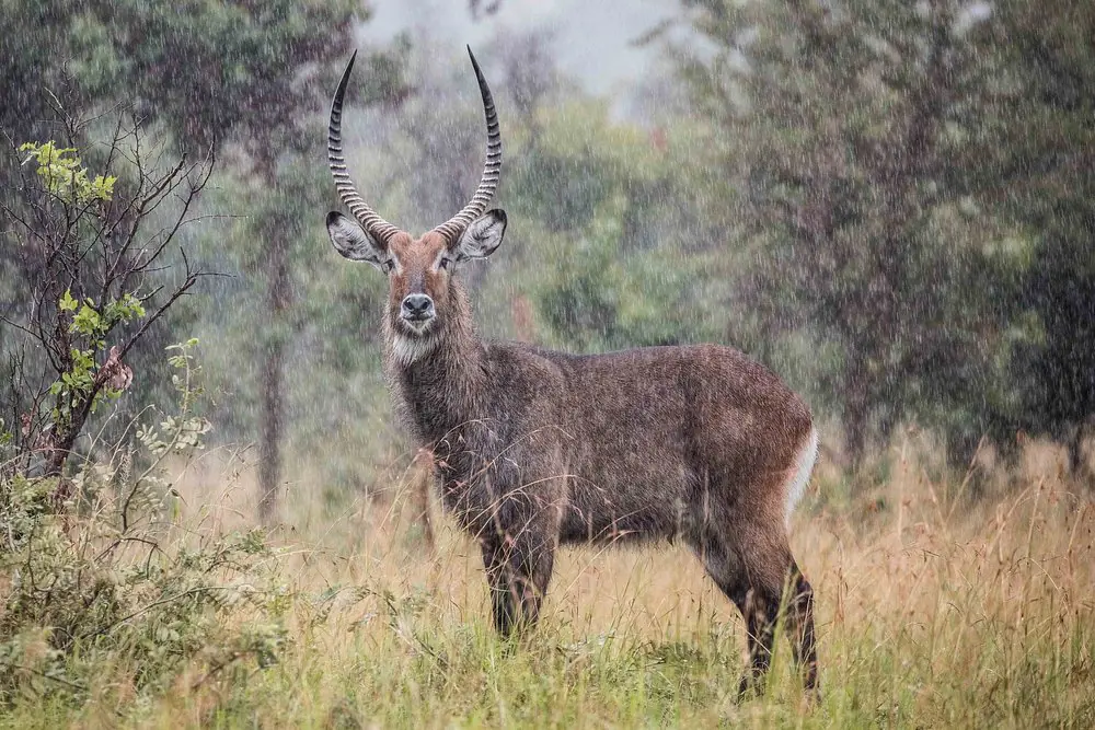 waterbuck-in-akagera