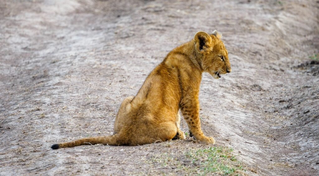 East Africa Safari Tour