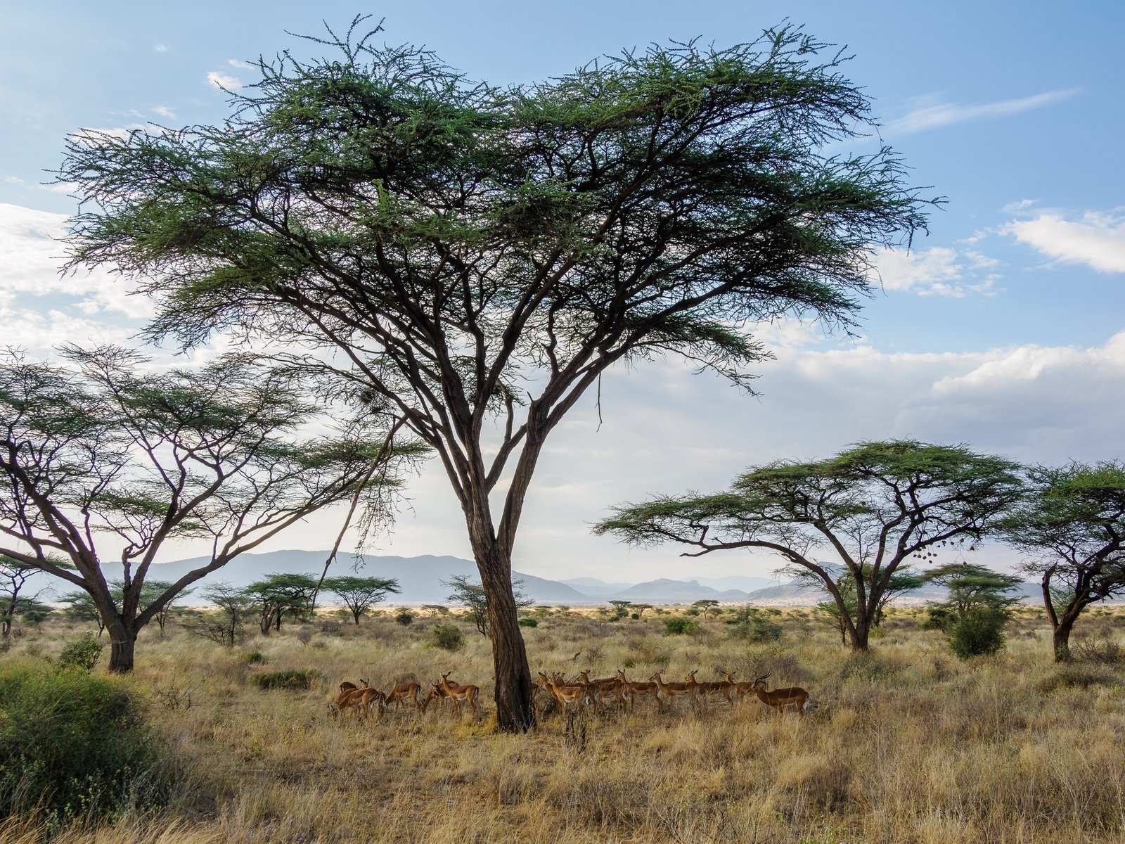 6-Day Kenya Safari