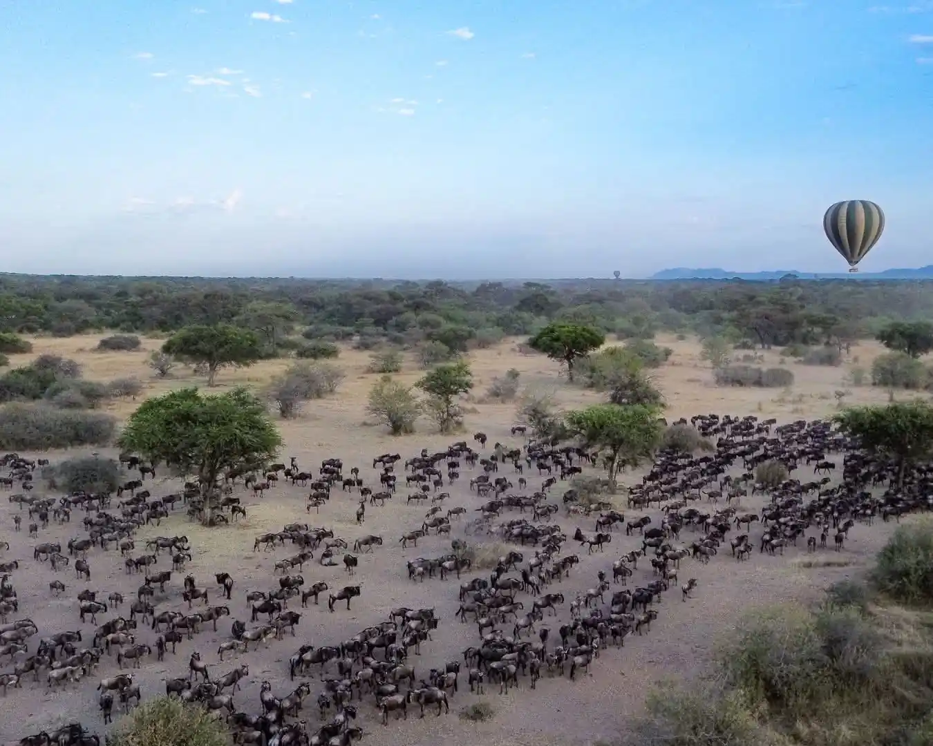 Kenya-Tanzania safaris