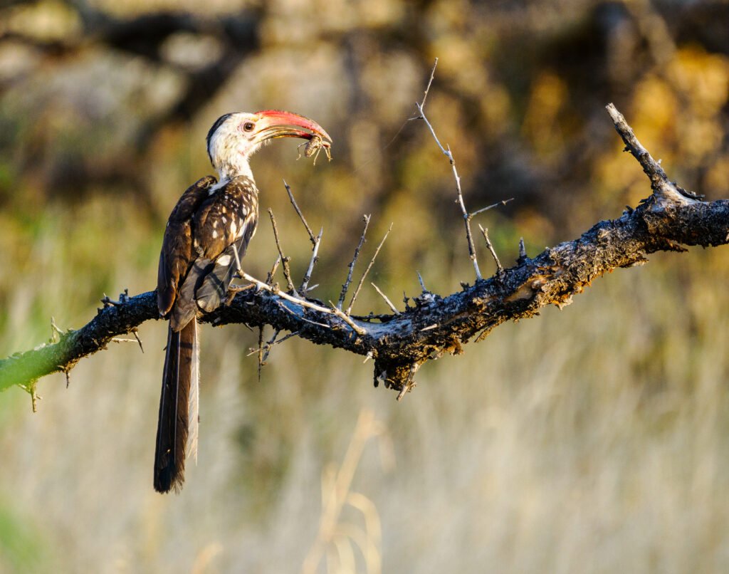 Kenya safari packages