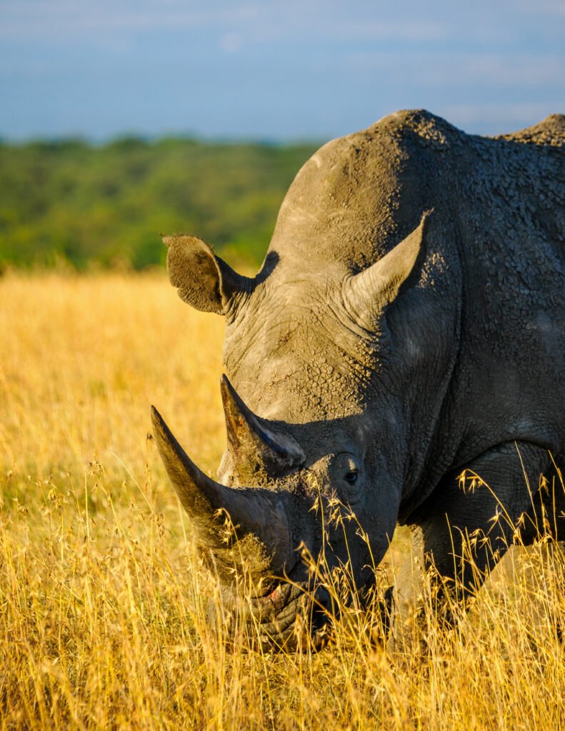 Kenya safari tours