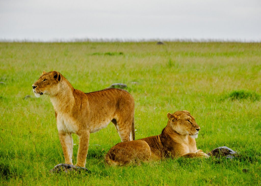 Annest Kenya Safaris