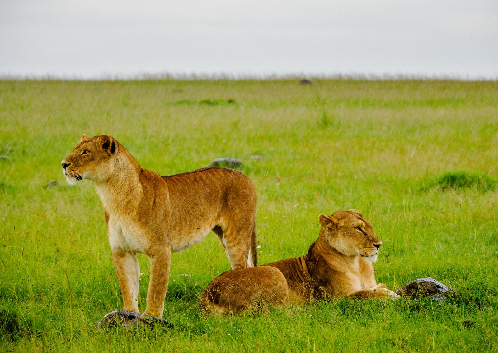 Annest Kenya Safaris