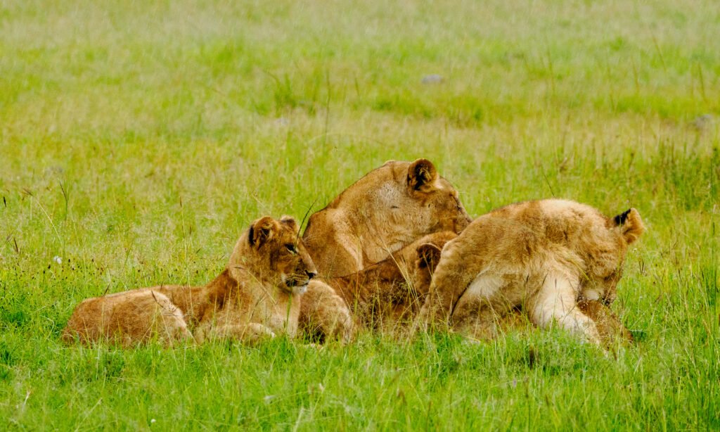 Kenya safari tours