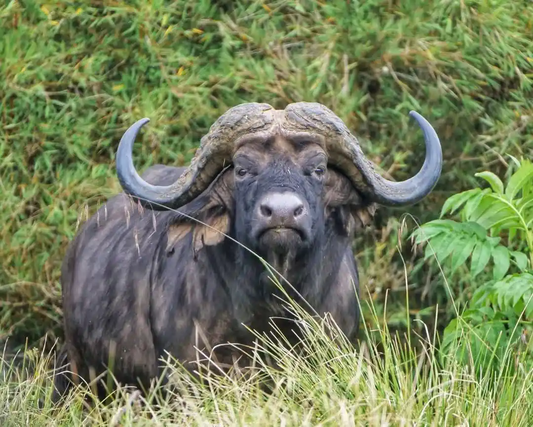 Aberdares National Park