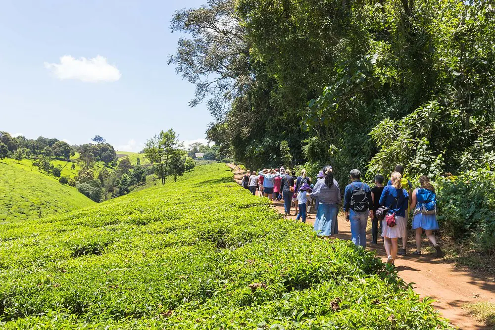 Kiambethu Tea Farm tour