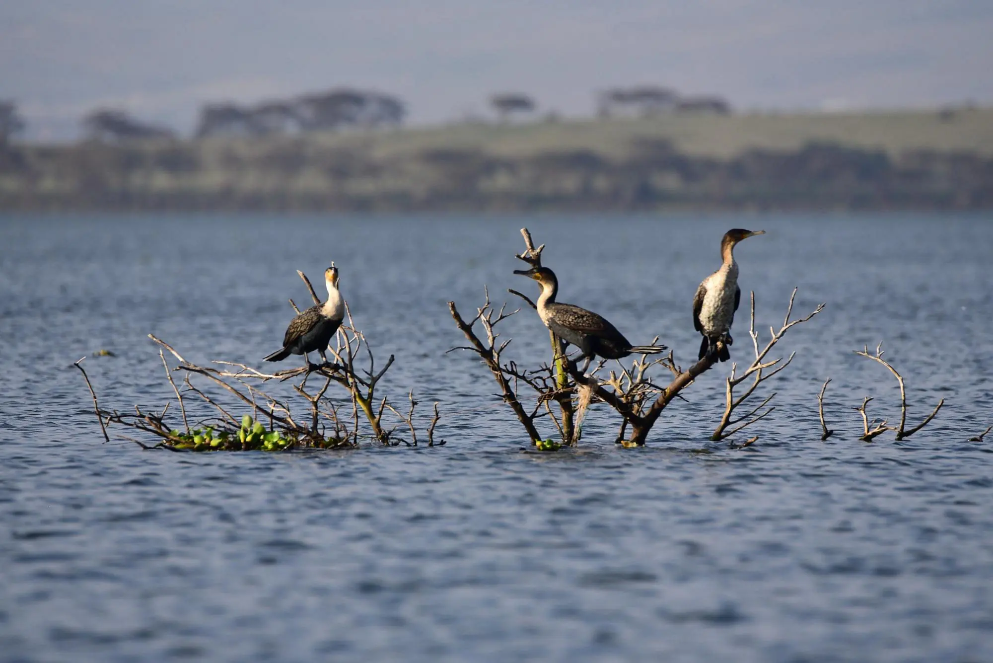East Africa Safari