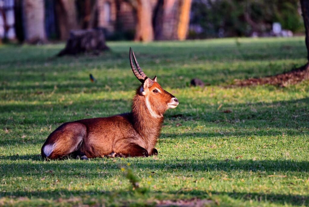 6-Day Kenya Honeymoon Safari Itinerary