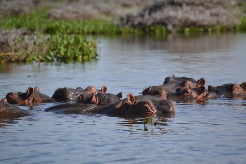 5-Day Kenya Safari