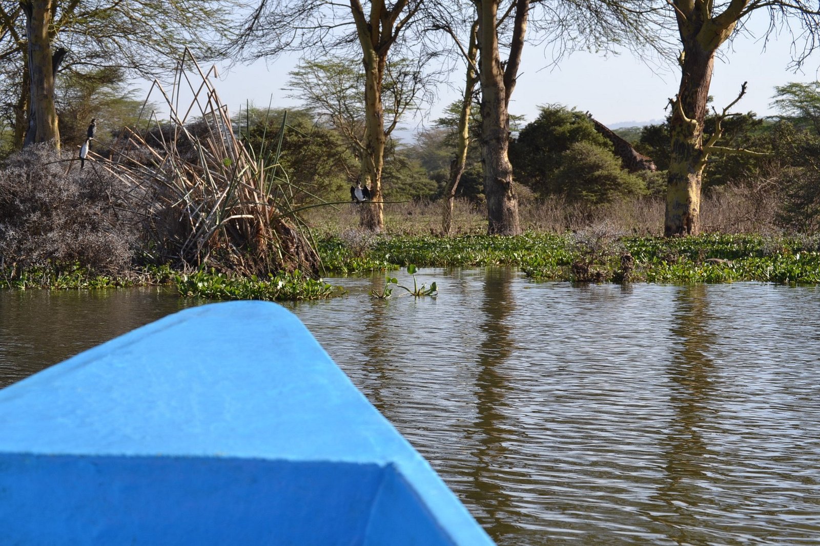 lake-naivasha boat ride
