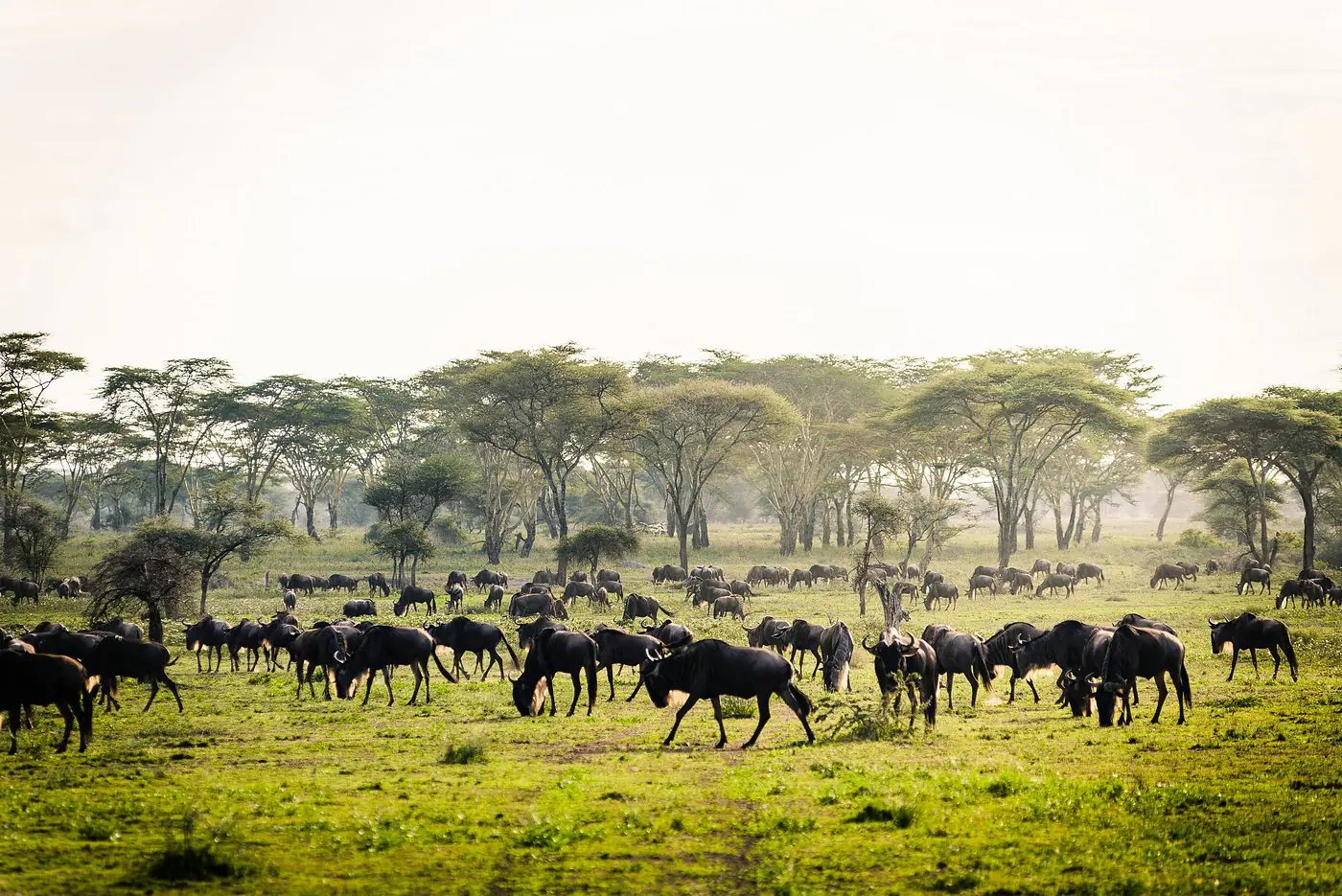 Kenya Luxury Safari Packages