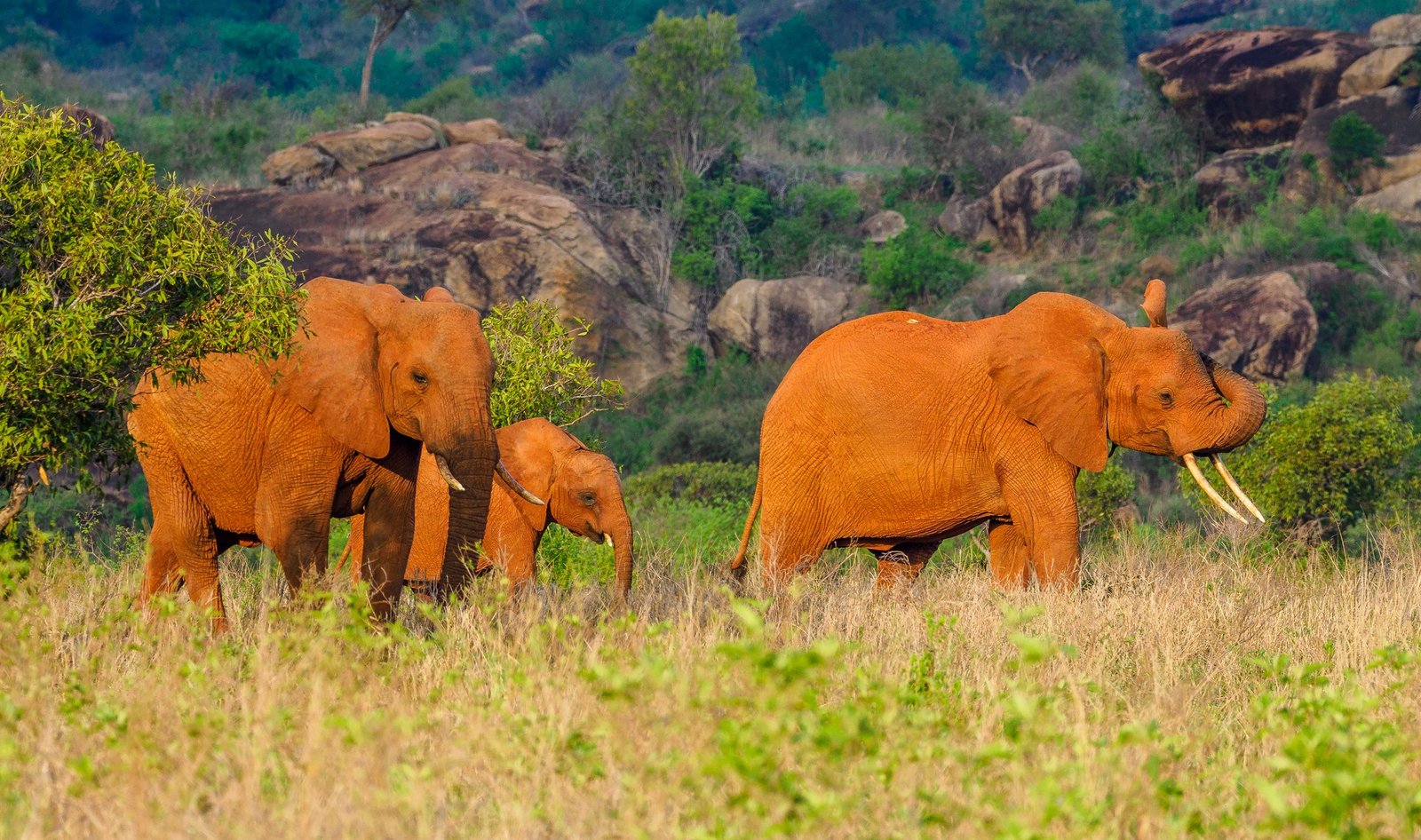 Tsavo East West safari