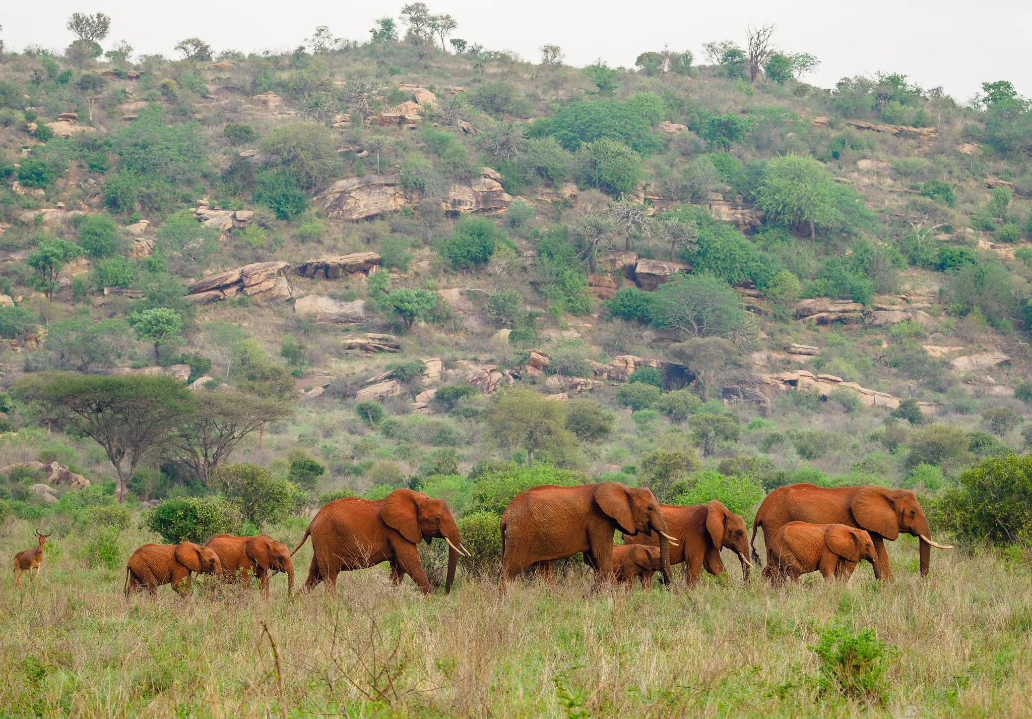 2-Day Tsavo East & Tsavo West Safari from Mombasa | Annest Kenya Safaris
