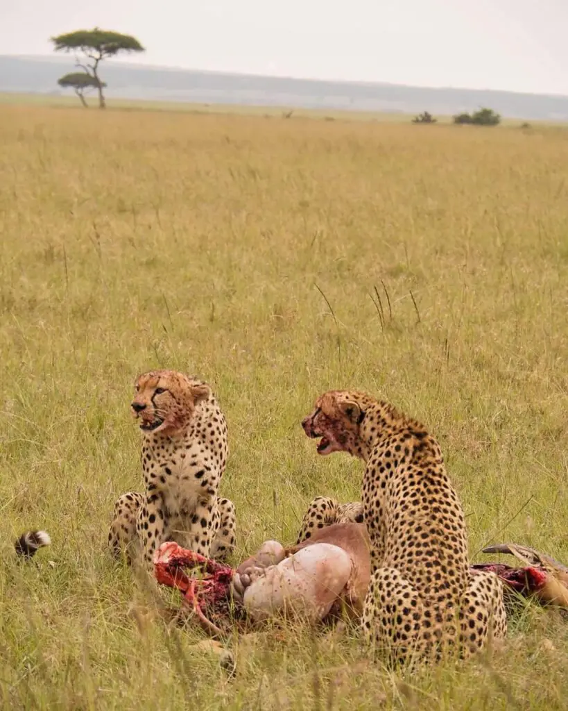 Annest Kenya safaris